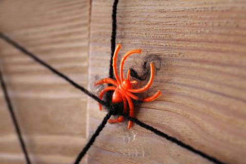 Spider Craft