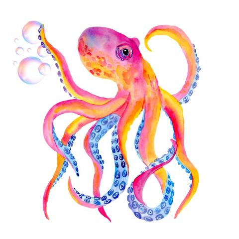 octopus